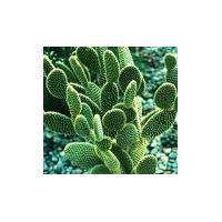 Large picture Cactus extract