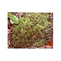 Large picture plagiomnium moss extract