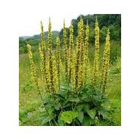 Large picture Agrimony Extract