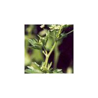 Large picture Celery Seed Extrac