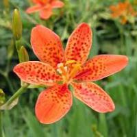 Large picture blackberry lily extract
