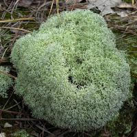Large picture reindeer lichen extract