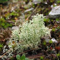 Large picture cladonia extract