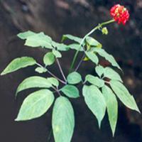 Large picture Ginseng (Panax ) Extract