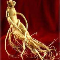 Large picture Ginseng Root P.E
