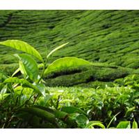 Large picture Green Tea Catechins