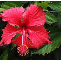 Large picture Hibiscus Flower Extract