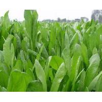 Large picture Chicory Extract