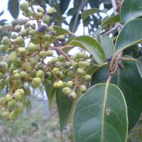 Large picture Ligustrum extract