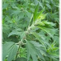 Large picture Motherwort Extract