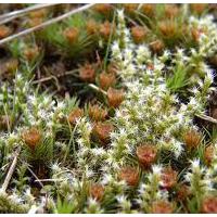 Large picture polytrichum moss extract