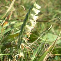 Large picture Lady's tresses extract