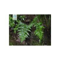 Large picture Dryopteris Extract