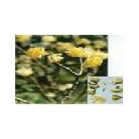 Large picture Buddleia Yellow