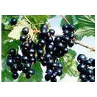 Large picture iqf black currant