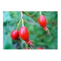 Large picture Rose hip concentrate