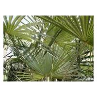 Large picture Saw Palmetto Berry Extract