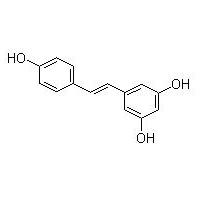 Large picture Giant knotweed extract 20%-98%Resveratrol