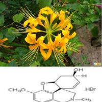 Large picture Shorttube Lycoris extract 99%Galanthamine HBr