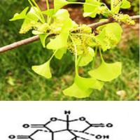 Large picture Gingko Biloba Extract