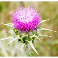 Large picture Milk Thistle Extract 80%Silymarin
