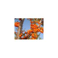 Large picture seabuckthorn seed oil by SFE-CO2