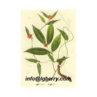 Large picture Radix Morindae(Morinda) extract