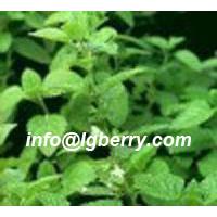 Large picture Peppermint Leaf extract