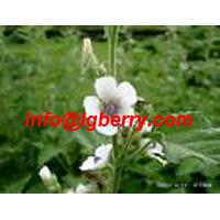 Large picture Marshmallow root extract