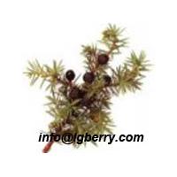 Large picture Juniper Berry extract