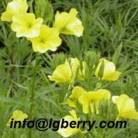 Large picture Evening Primrose Extract