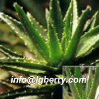 Large picture Aloe Extract