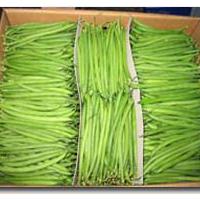 Large picture Green Beans