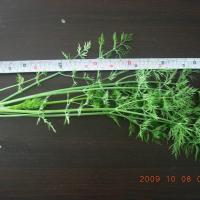 Large picture fresh dill