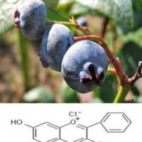 Large picture Bilberry extract