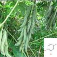 Large picture Mucuna pruriens extract