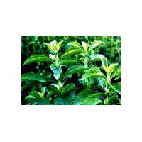 Large picture Stevia Extract