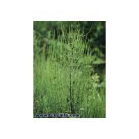 Large picture Horsetail Extract