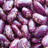 Large picture Purple Speckled Kidney Beans