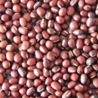 Large picture Adzuki Bean