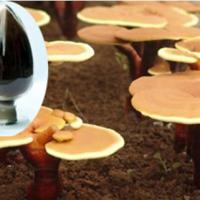 Large picture High purity glossy ganoderma extract