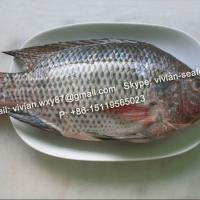 Large picture Frozen Black Tilapia Fish Whole Round