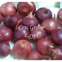 Large picture red onion