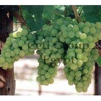 Large picture grapes