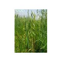 Large picture Avena sativa Extract