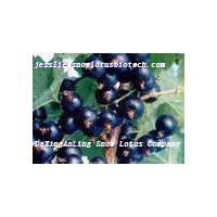 Large picture Blackcurrant extract powder