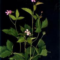 Large picture Rubus arcticus extract