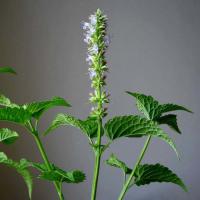 Large picture Agastache rugosa extract