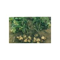 Large picture Solanum tuberosum extract