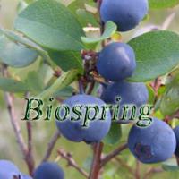 Large picture Blueberry extract (Origin of Material: China)